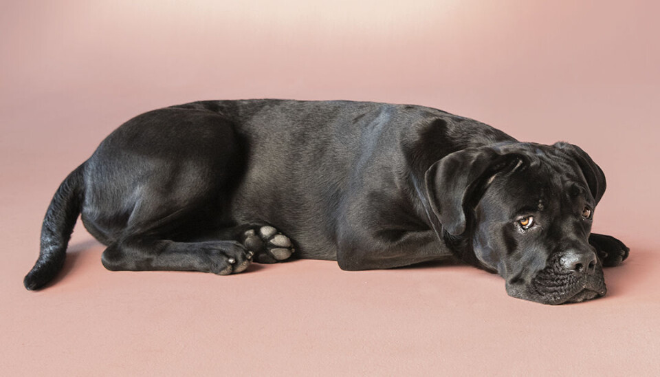 FIKK HJELP: Hunden Elvis er et av dyrene som har fått hjelp gjennom samarbeidet mellom Fonus og Dyrebeskyttelsen.