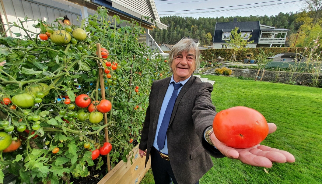 TOMATKJEMPE: Tomaten du ser på bildet veier 505 gram.