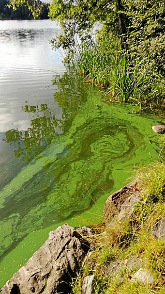 BLÅGRØNNALGER: Bildet viser oppblomstring av cyanobakterier i Kolbotnvannet.
