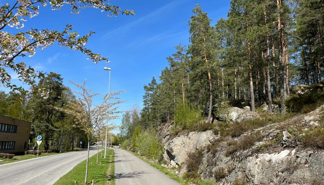 LANG, LANG REKKE: Trærne danner en vakker bakgrunn langs Rosenholmveien.