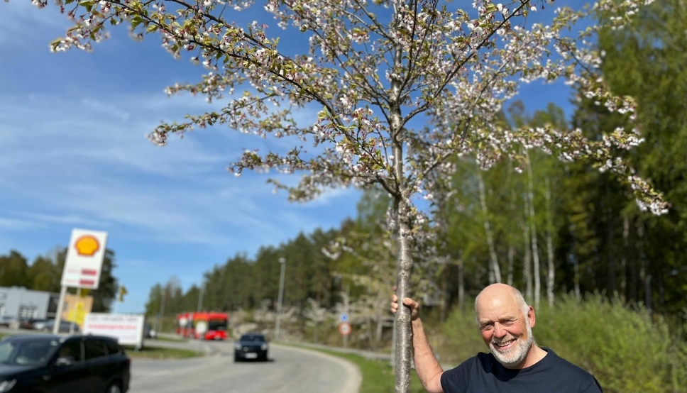 EGET KOMMUNETRE: Per Kristiansen ønsker dette treet som kommunens eget tre.