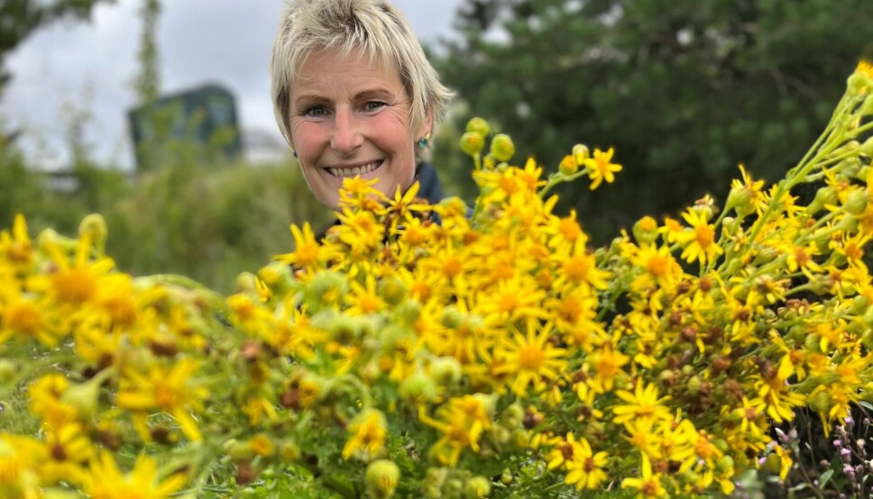 GIFTIG: Planten landøyda er giftig og sprer seg svært fort. Den siste uka har Sara Kinge Bergland luket vekk så mye hun kan, og hun er ikke ferdig.