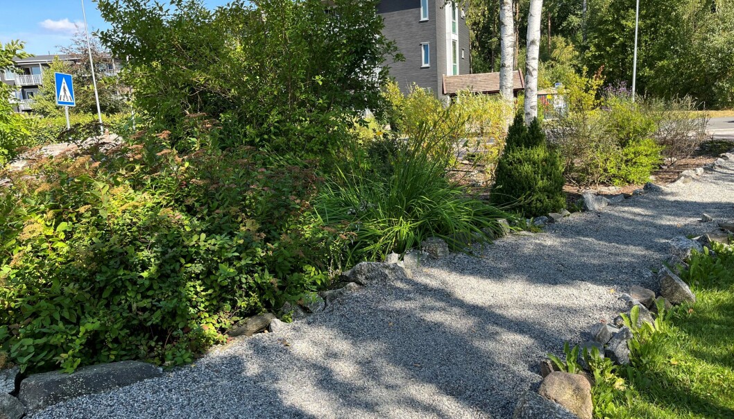 MYE BRUKT: Stien har de bygd selv med stein fra samme område. I enden har de bygget en trapp, og stien har blitt en hyggelig snarvei når lokale beboere skal forbi. MYE BRUKT: Stien har de bygd selv med stein fra samme område. I enden har de bygget en trapp, og stien har blitt en hyggelig snarvei når lokale beboere skal forbi.