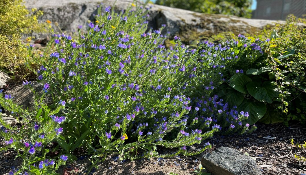 BLOMSTER OG BIER: Det summet godt i plantene da Oppegård Avis var i Trafoparken for å ta en titt. BLOMSTER OG BIER: Det summet godt i plantene da Oppegård Avis var i Trafoparken for å ta en titt.