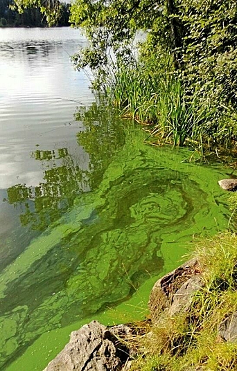 CYANOBAKTERIER: I norske innsjøer, inkludert Kolbotnvannet, finnes flere cyanobakterier som kan produsere giftstoffer (cyanotoksiner).
