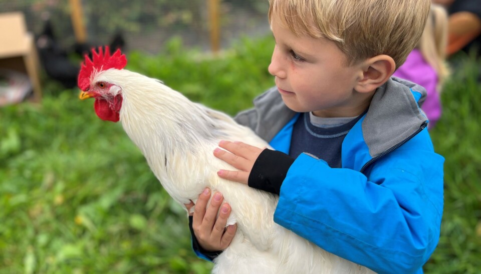 ERFAREN: Sander har høner hjemme. Her med hanen Lillegull. ERFAREN: Sander har høner hjemme. Her med hanen Lillegull.