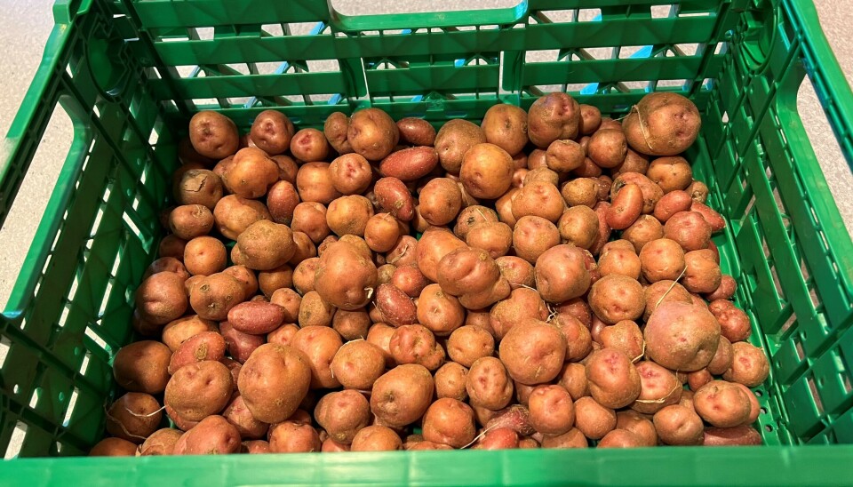 KORTREIST: Barnehagen dyrker mye mat selv. Det blir salg av blant annet egenproduserte poteter denne dagen. KORTREIST: Barnehagen dyrker mye mat selv. Det blir salg av blant annet egenproduserte poteter denne dagen.