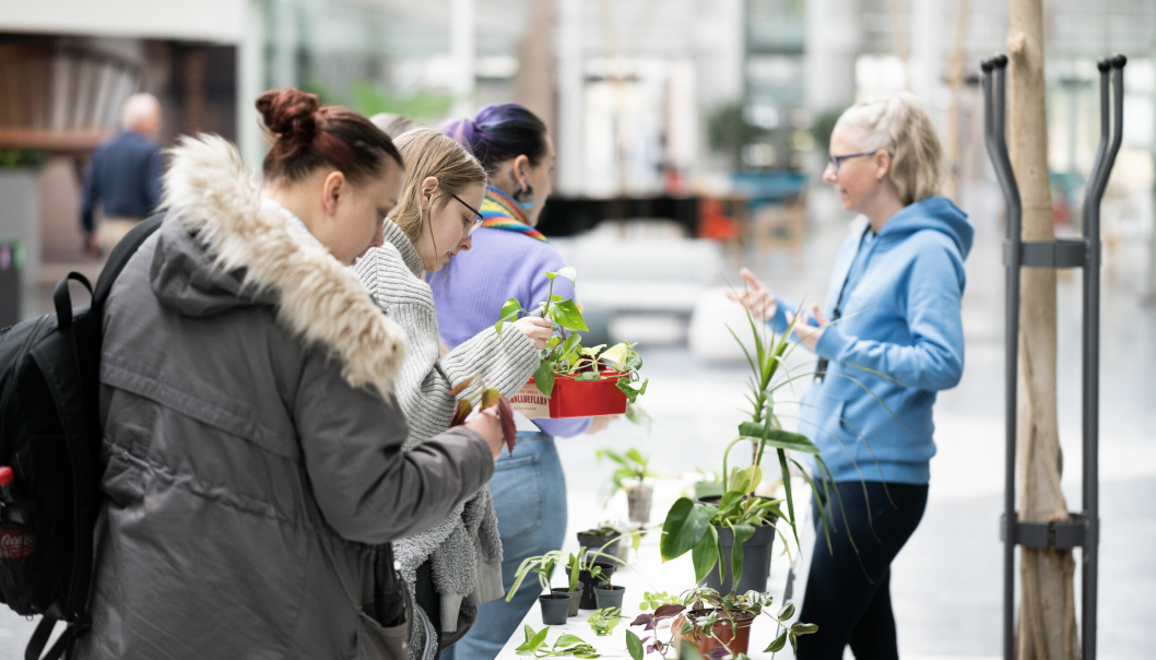 SLIK BYTTER DU: På plantebyttemarkedet kan du lete gjennom de andre plantene og stiklingene til du finner én du har lyst på, tar den, og 'betaler' med det loddet du har fått for planten eller stiklingen du leverte inn tidligere.