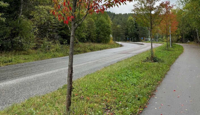 RASPET OPP: Flere av trærne er raspet opp på stammen. RASPET OPP: Flere av trærne er raspet opp på stammen.