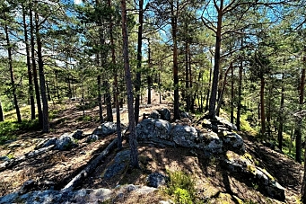 Bekymret for skogen på Rosenholm og Mastemyr