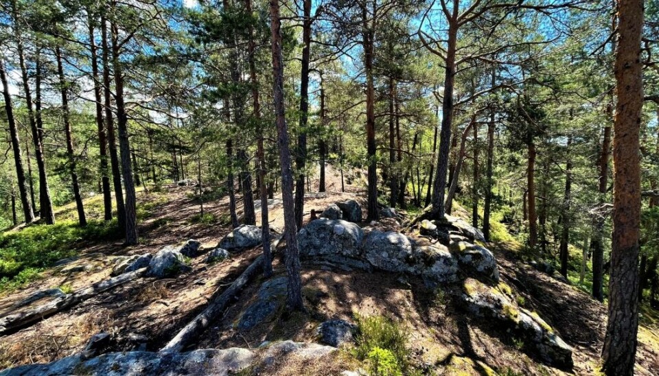 BYGDEBORGEN: Bygdeborgen fra jernalderen er et automatisk fredet kulturminne. Ryggen hever seg 20 meter over det omkringliggende flate terrenget på Rosenholm. BYGDEBORGEN: Bygdeborgen fra jernalderen er et automatisk fredet kulturminne. Ryggen hever seg 20 meter over det omkringliggende flate terrenget på Rosenholm.