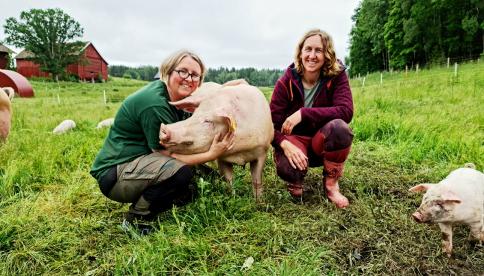 GØY PÅ LANDET: Hilde og Kristin Aukrust driver gården på Svartskog, som i disse dager selger kommunens beste svinekjøtt.