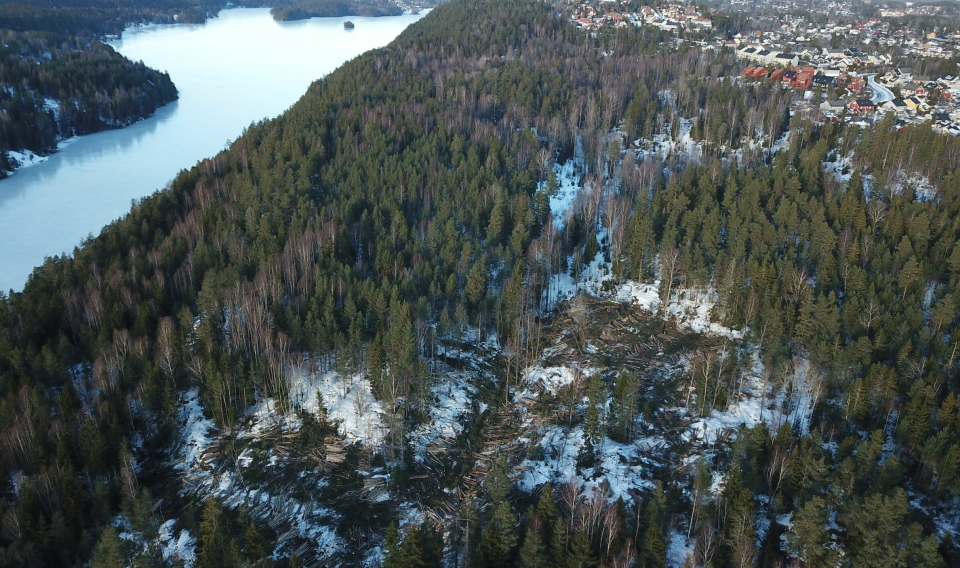 FLÅTESTAD SKOG: Nå bedrives det ordinær trehogtst i skogen mellom Gjersjøen og Greverud.